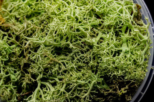 Ghoulish Hedge Miniature Basing Material