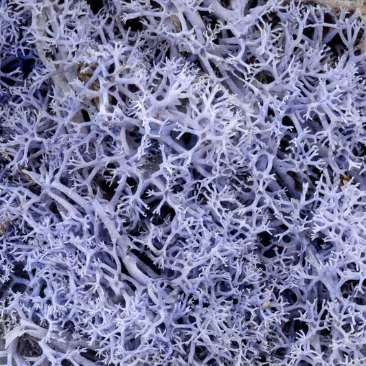 Lavender Hedge Miniature Basing Material