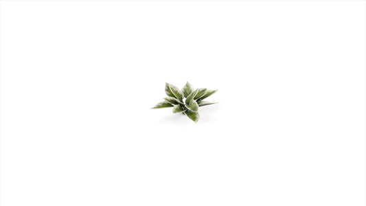 Plantain Lily - Gamers Grass