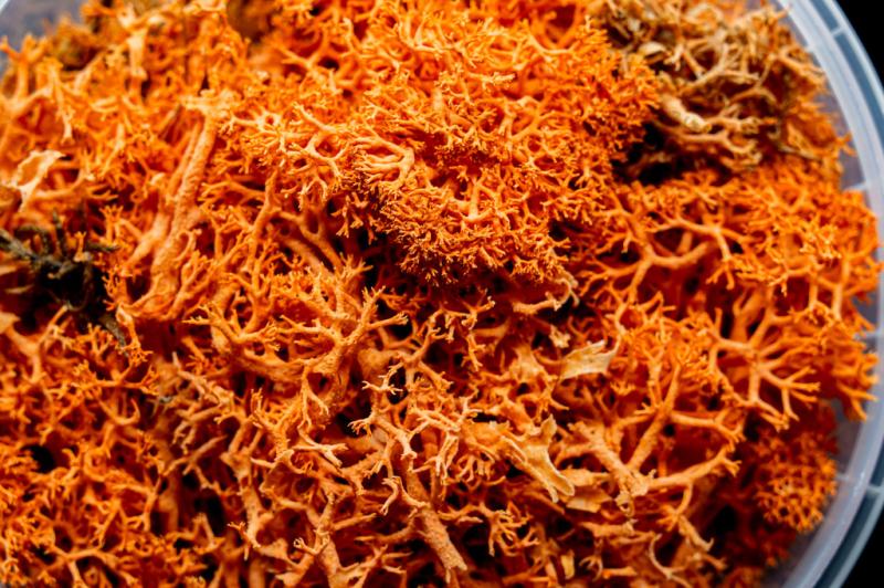 Blazing Hedge Miniature Basing Material