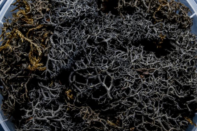 Burnt Hedge Miniature Basing Material