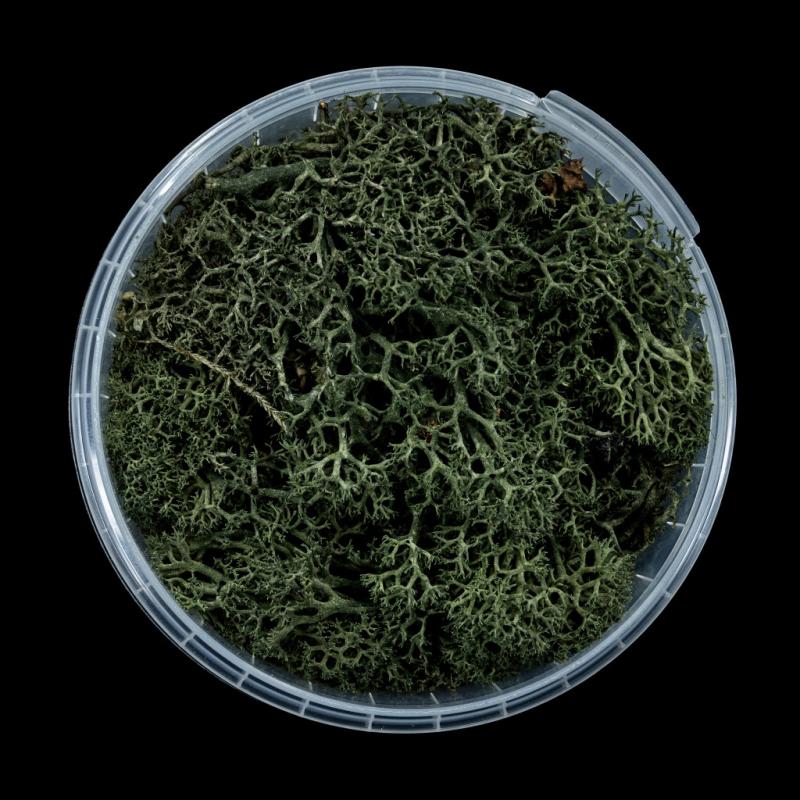 Darkwood Hedge Basing Material