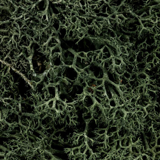 Darkwood Hedge Basing Material