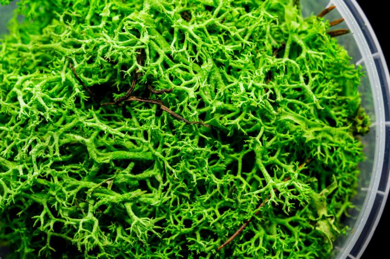 Enchanted Hedge Basing Material