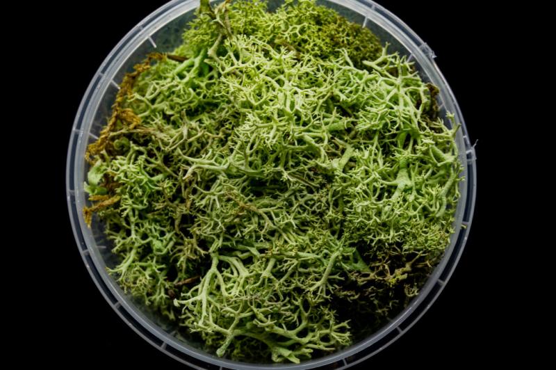 Ghoulish Hedge Miniature Basing Material