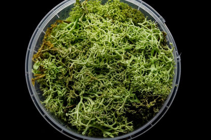 Ghoulish Hedge Miniature Basing Material