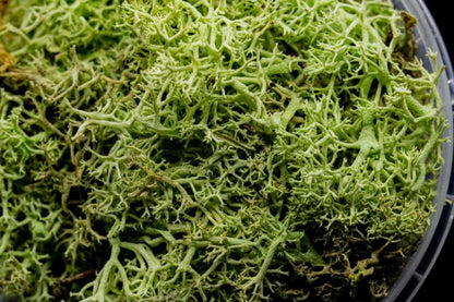 Ghoulish Hedge Miniature Basing Material