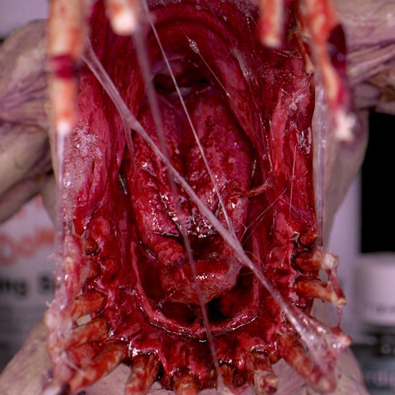 Dirty Down: Gore 15ml