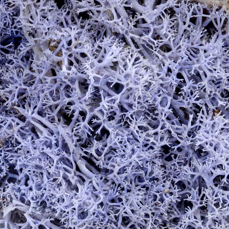 Lavender Hedge Miniature Basing Material