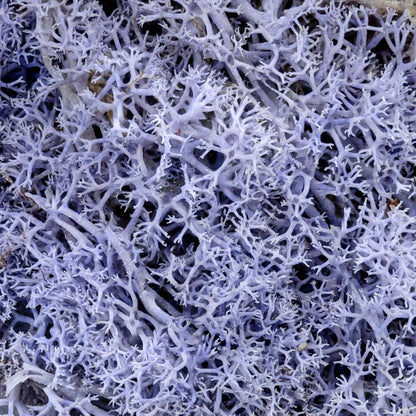 Lavender Hedge Miniature Basing Material