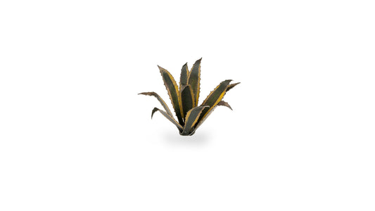 Agave - Gamers Grass