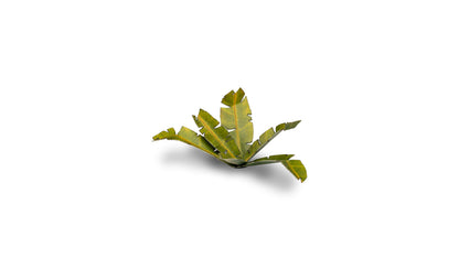 Banana Tree - Gamers Grass