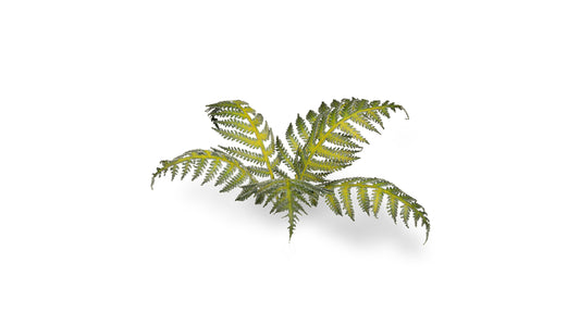 Bracken - Gamers Grass