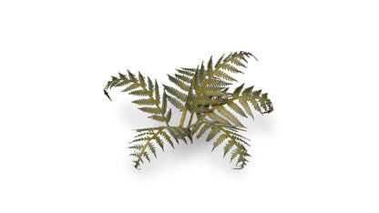 Bracken - Gamers Grass