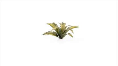 Deer Fern - Gamers Grass