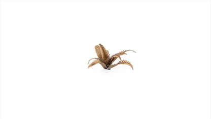 Deer Fern - Gamers Grass
