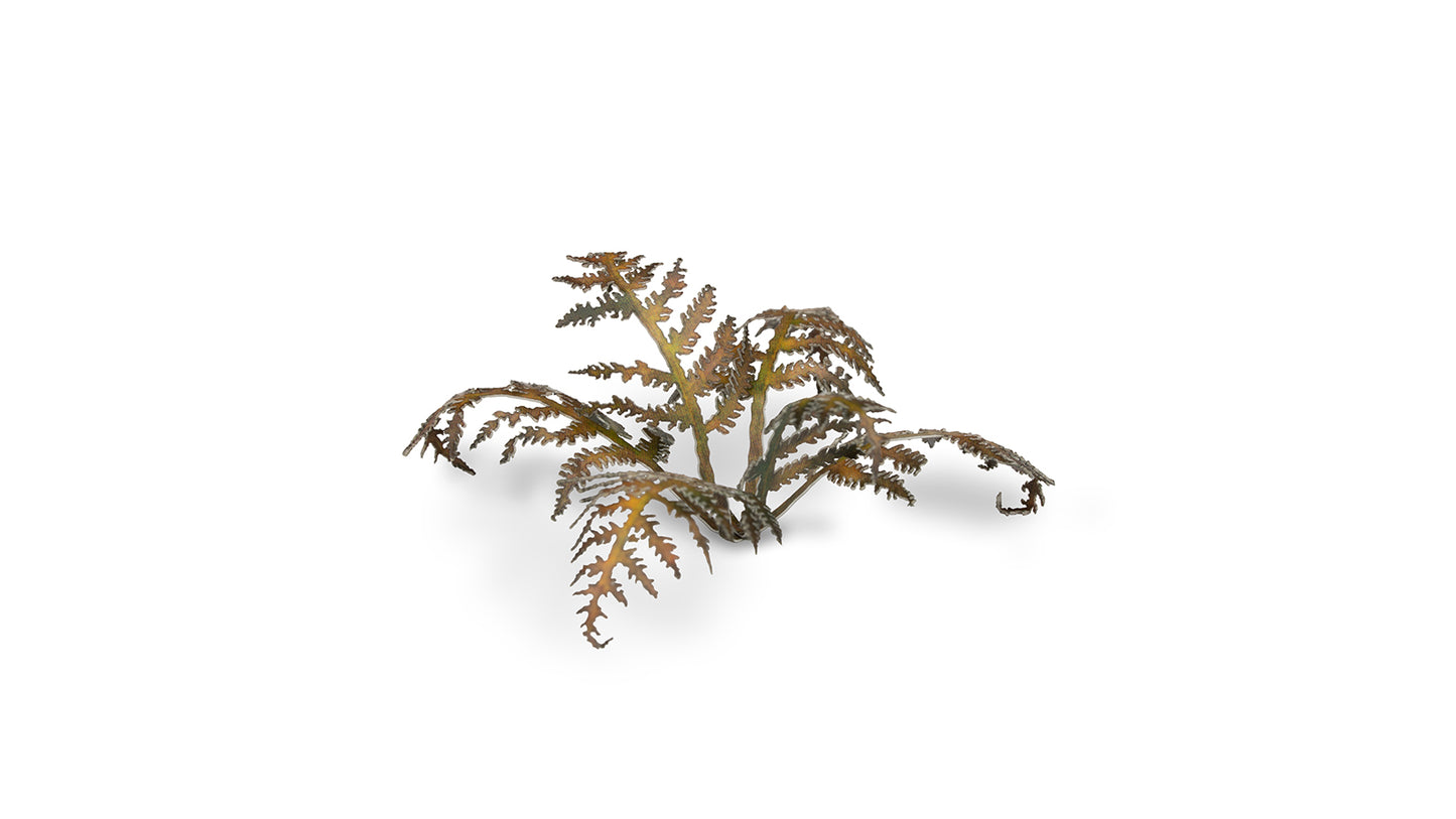 Dry Bracken - Gamers Grass