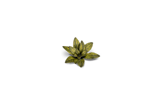 Dumb Cane - Gamers Grass