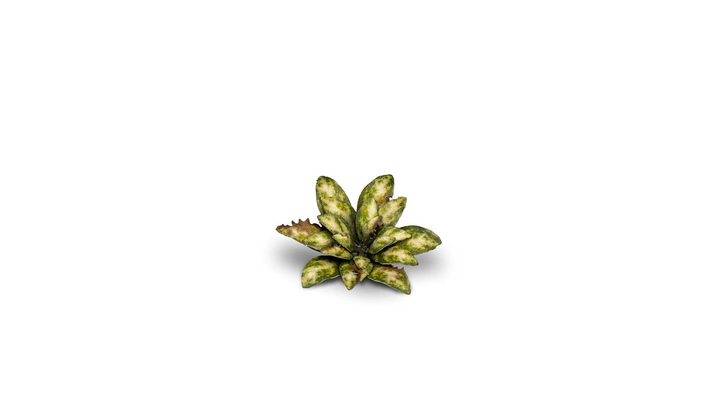 Dumb Cane - Gamers Grass