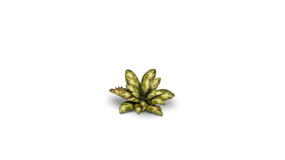 Dumb Cane - Gamers Grass