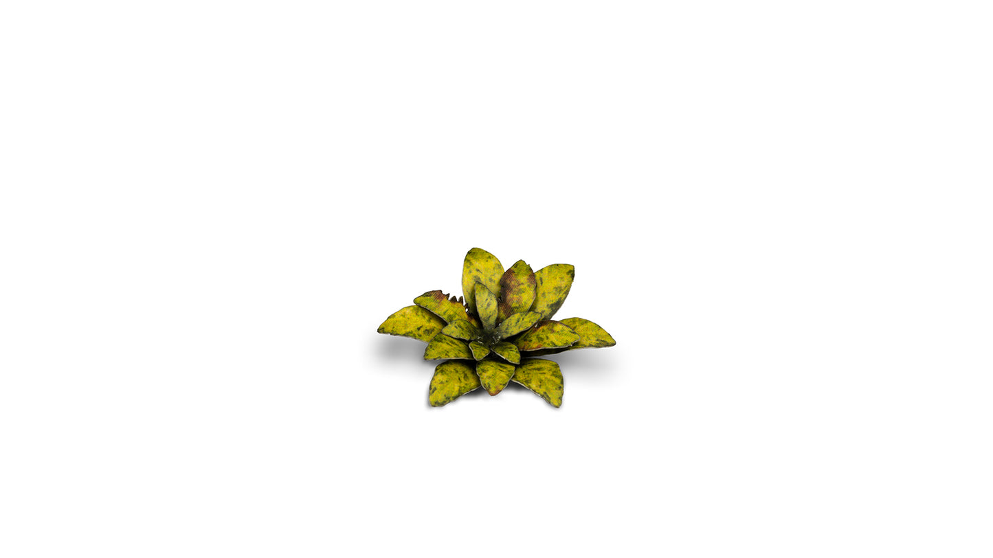 Dumb Cane - Gamers Grass