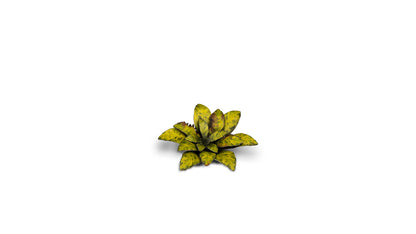Dumb Cane - Gamers Grass