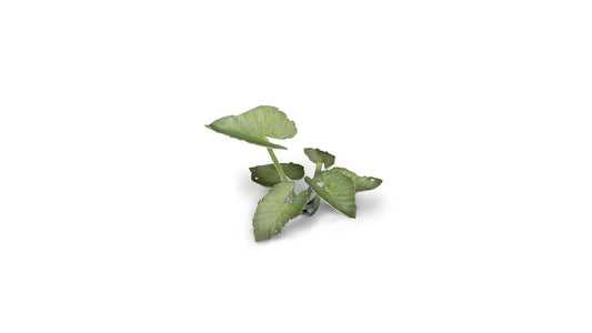 Elephant Ear - Gamers Grass
