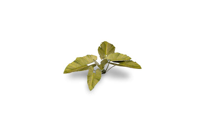 Elephant Ear - Gamers Grass
