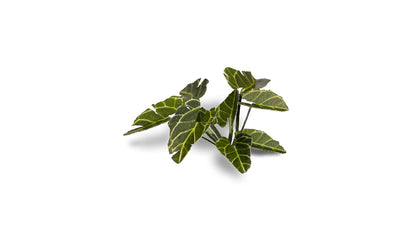 Elephant Ear - Gamers Grass
