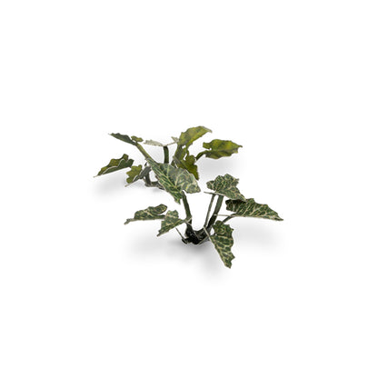 Lords-and-Ladies - Gamers Grass