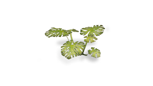 Monstera - Gamers Grass