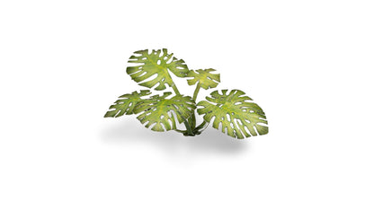 Monstera - Gamers Grass