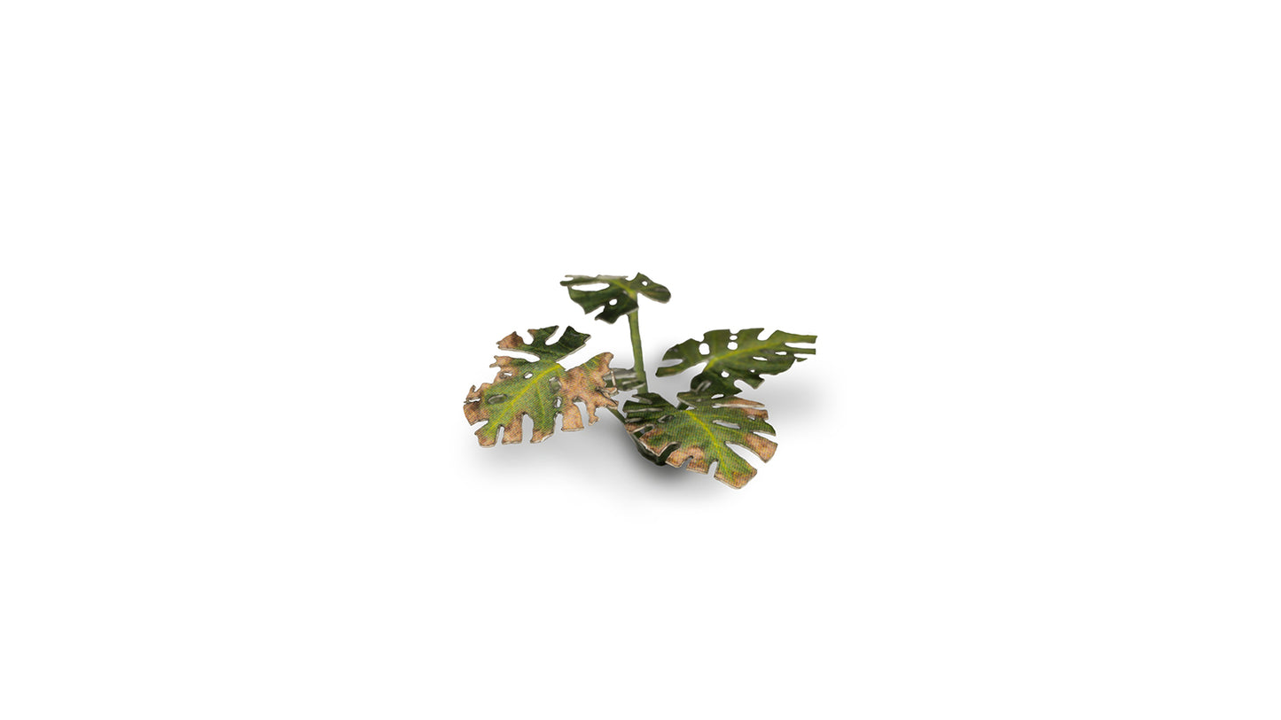 Monstera - Gamers Grass