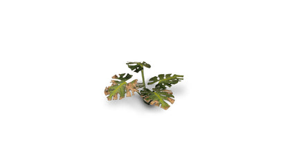 Monstera - Gamers Grass