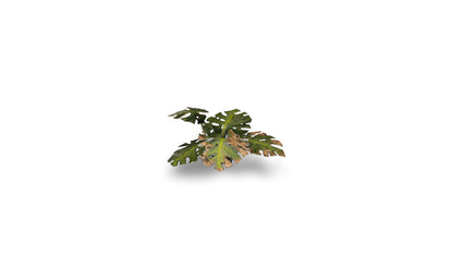 Monstera - Gamers Grass