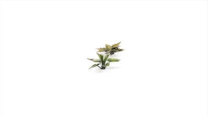 Plantain Lily - Gamers Grass