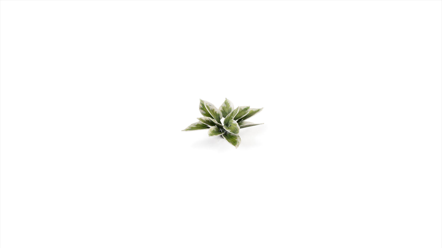 Plantain Lily - Gamers Grass
