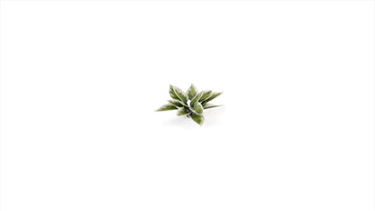 Plantain Lily - Gamers Grass