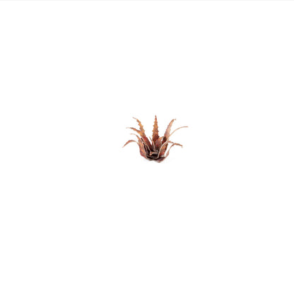 Red Aloe - Gamers Grass