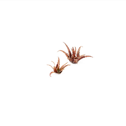 Red Aloe - Gamers Grass