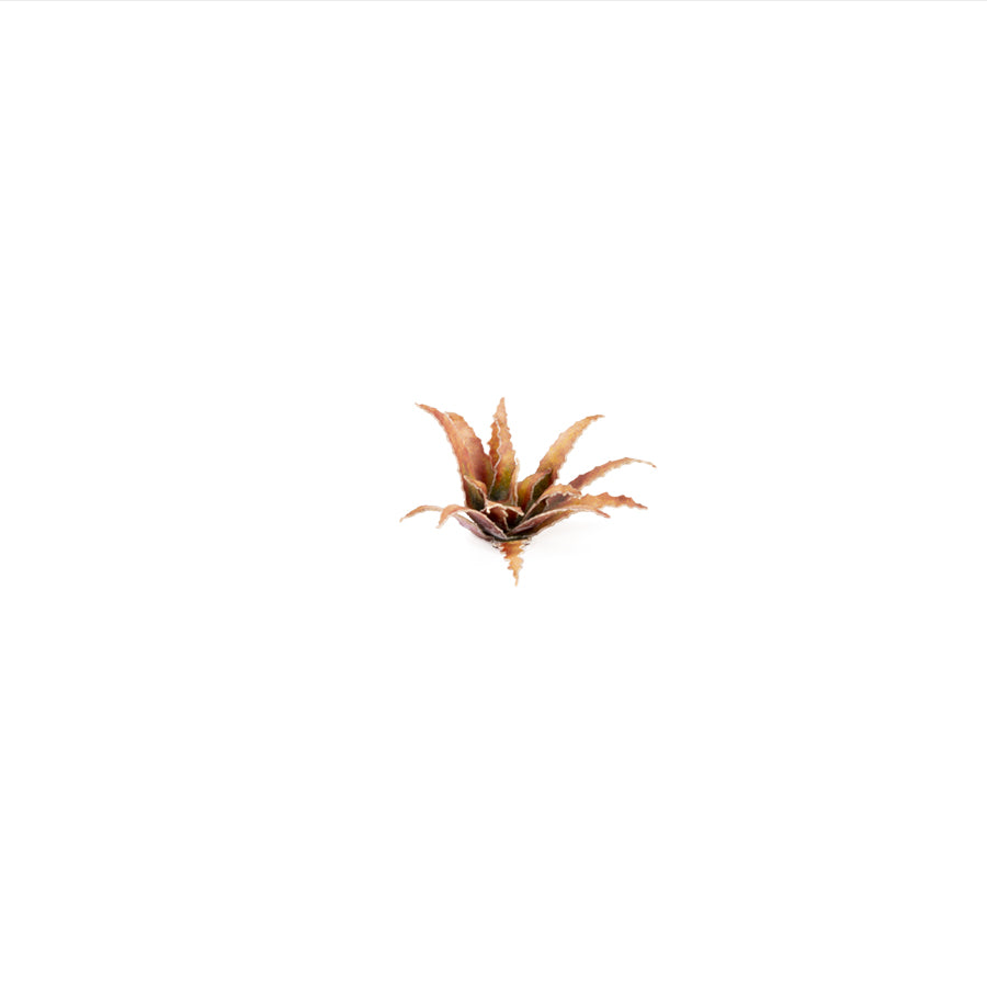 Red Aloe - Gamers Grass