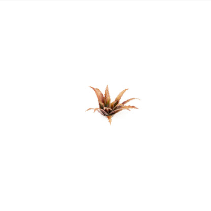 Red Aloe - Gamers Grass